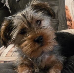 Meet your Posher, Heather